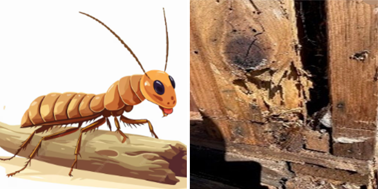 WOOD DESTROYING INSECT